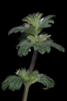 Cliestogamous flowers, compare with &ldquo;Chasmogamous&rdquo;[Lamium amplexicaule; Lamiaceae]